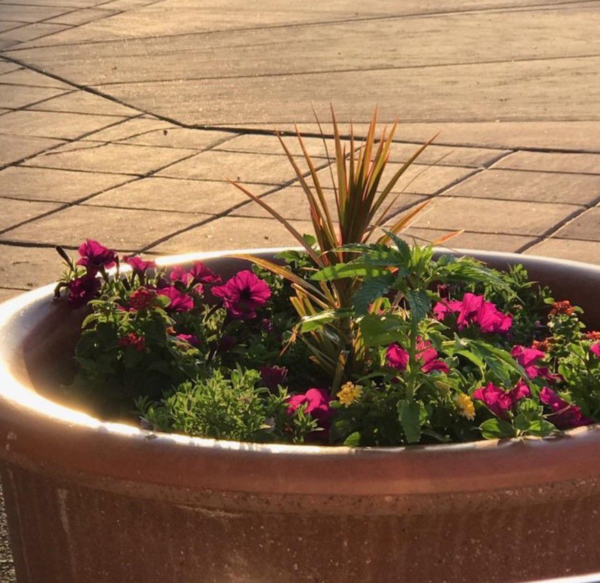Potted plants